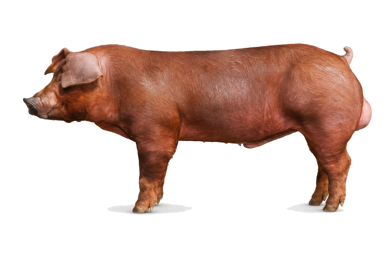 DanBred Duroc tenyészállat oldalnézetben