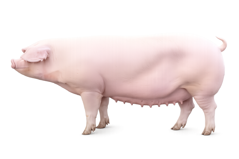 DanBred Landrace tenyészállat oldalnézetben