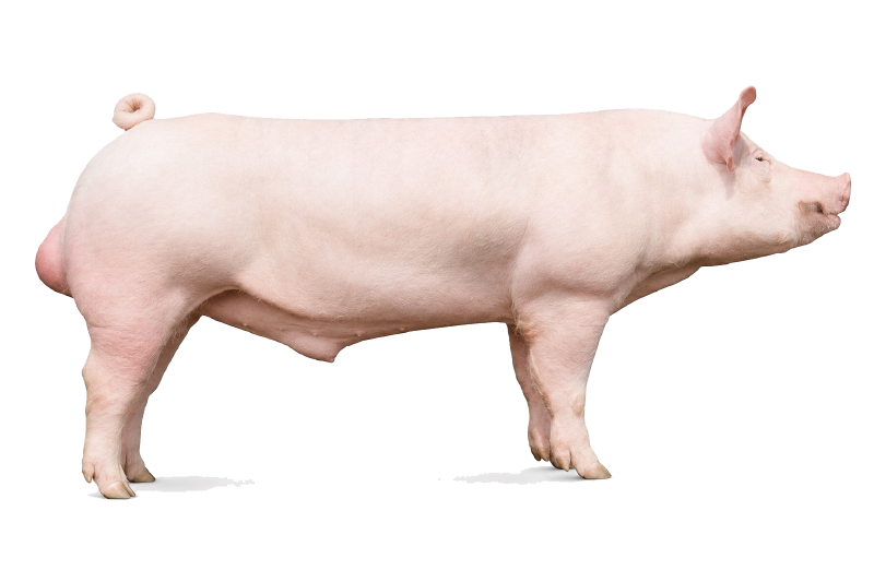 DanBred Yorkshire tenyészállat oldalnézetben