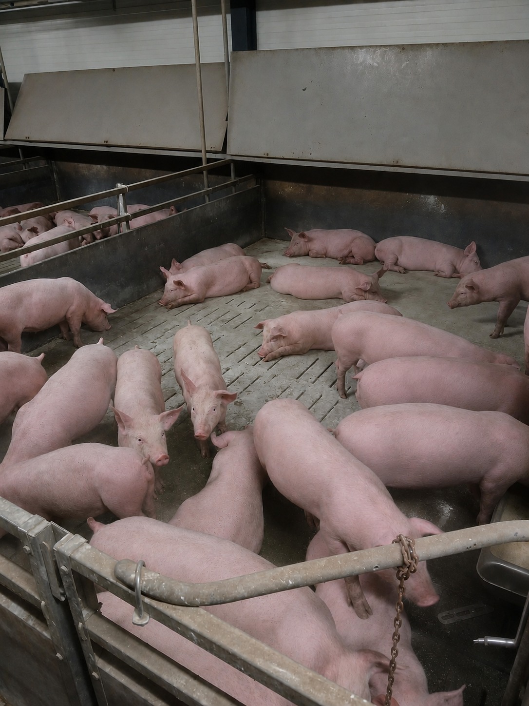 DanBred tenyészsüldők a telep csoportos kutricájában