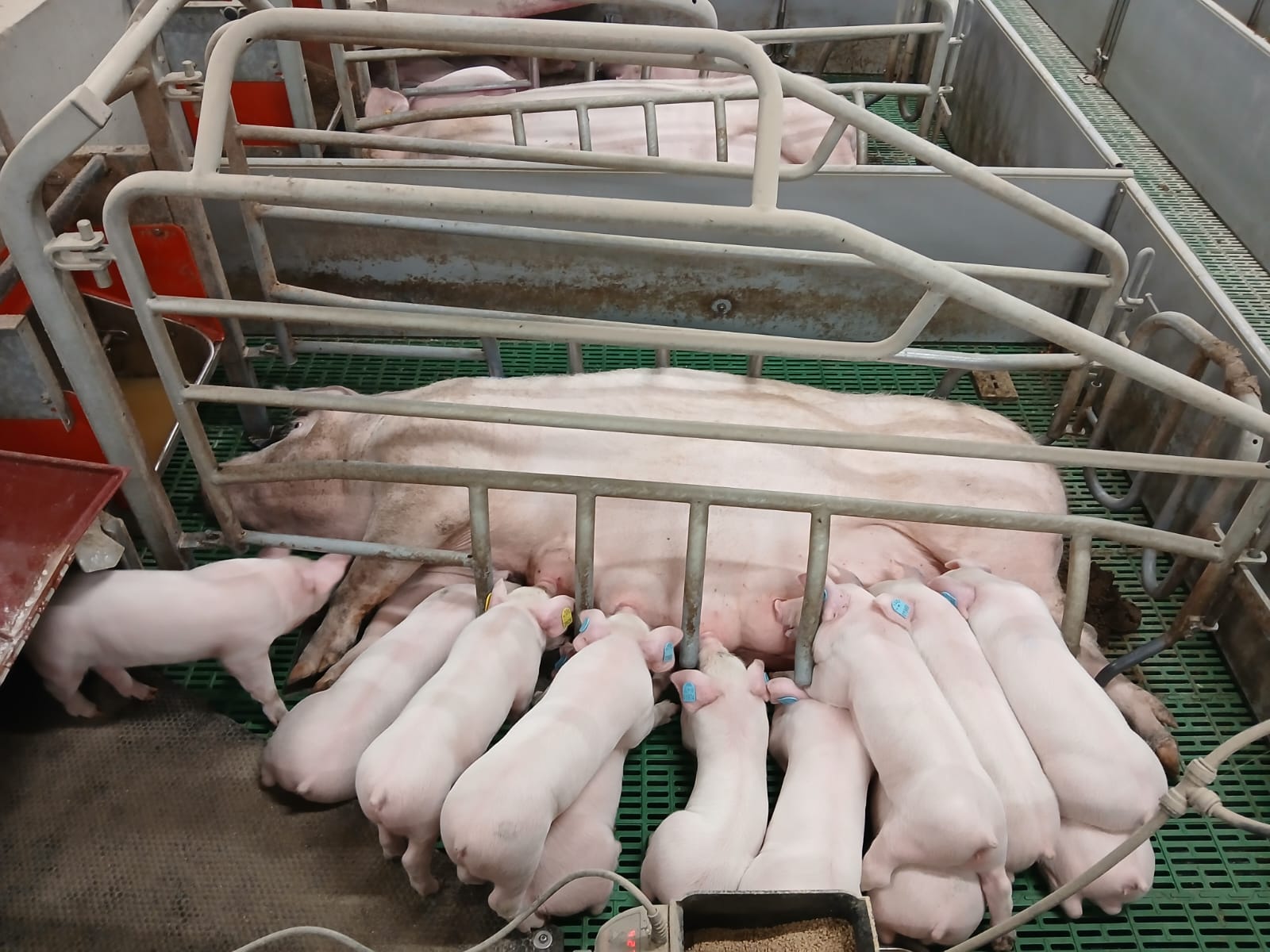 DanBred koca szopós malacokkal a fialtatóban