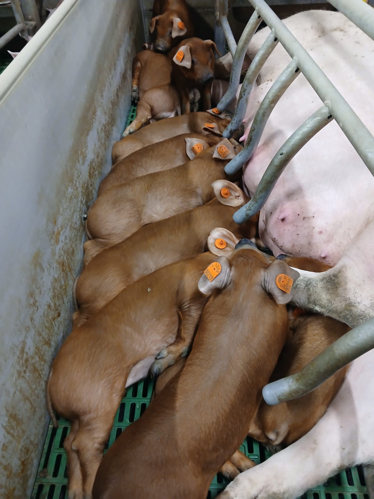 Duroc szopósmalacok a koca mellett